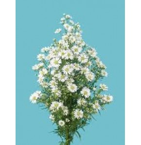 ΑΣΤΕΡ ΛΕΥΚΟ    -  ASTER MONTE-CASINO